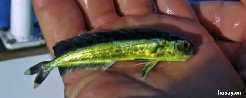 鬼头刀鱼是深海鱼吗 鬼刀鱼是深海水鱼吗