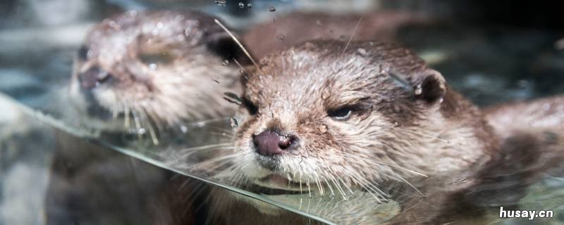 水獭会拖人下水吗 水獭会拖人下水吗为什么