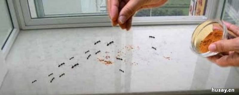阳台上有蚂蚁怎么根除 阳台上有小蚂蚁怎么办消灭掉