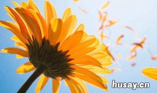 向日葵的花语(向日葵的花语是什么意思 向日葵的花语是什么语