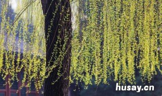 不知细叶谁裁出二月春风似剪刀的意思 不知细叶谁裁出二月春风似剪刀写的是什么季节