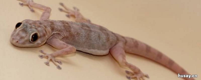 壁虎能活多久 壁虎寿命多久