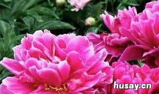 3月份可以种芍药花吗? 三月种芍药还能开花吗