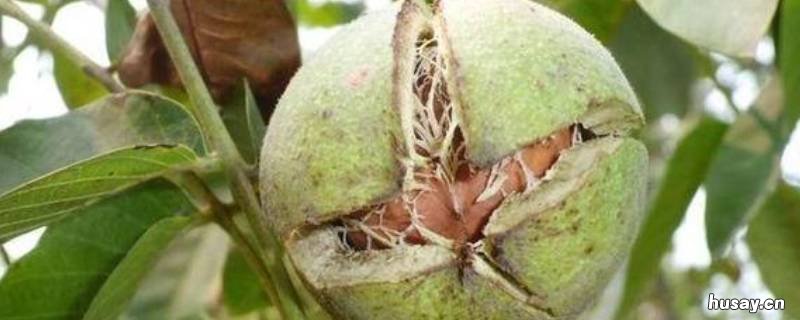 核桃长在树上还是地下 核桃是树上的还是地下的