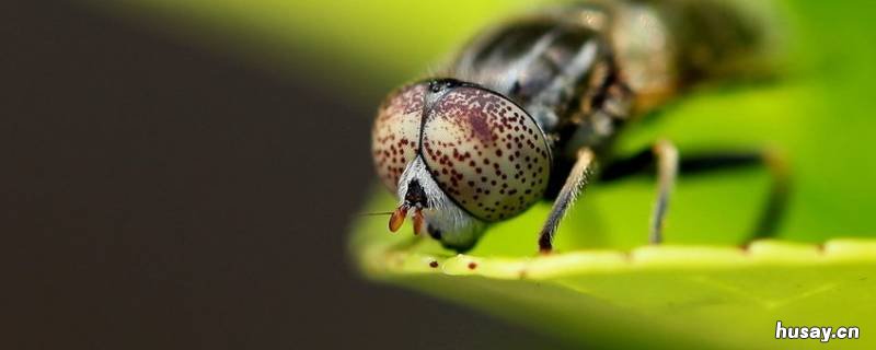 厨房经常出现的虫子 厨房经常出现的虫子图片