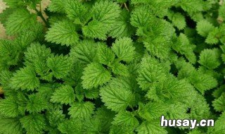 水薄荷的养殖方法和注意事项 水薄荷的养殖方法和注意事项图片