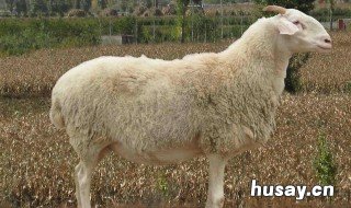 小尾寒羊是山羊还是绵羊? 小尾寒羊和绒山羊对比