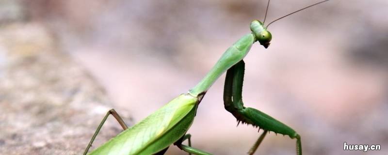 螳螂吃蔬菜吗 螳螂吃什么食物蔬菜