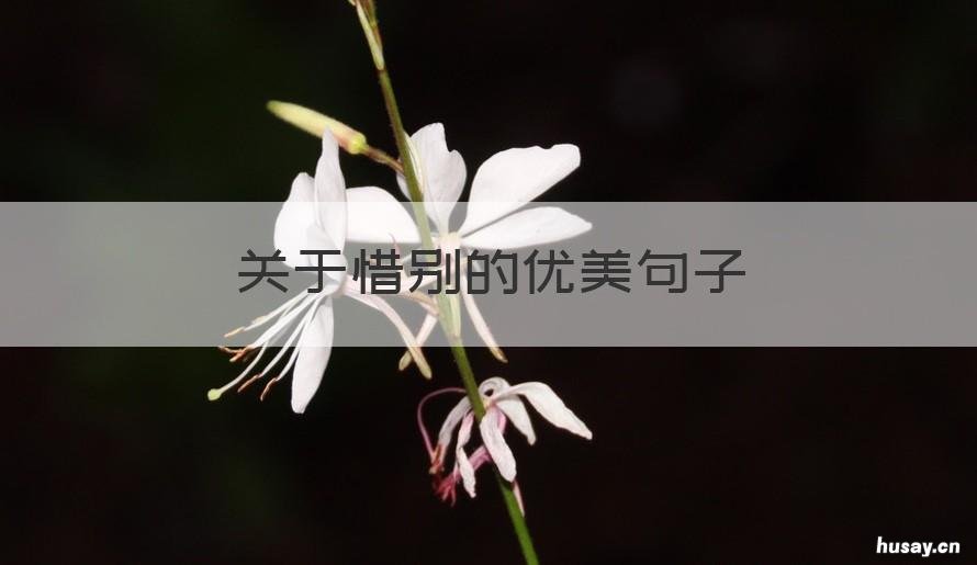 关于惜别的优美句子 关于惜别的名句