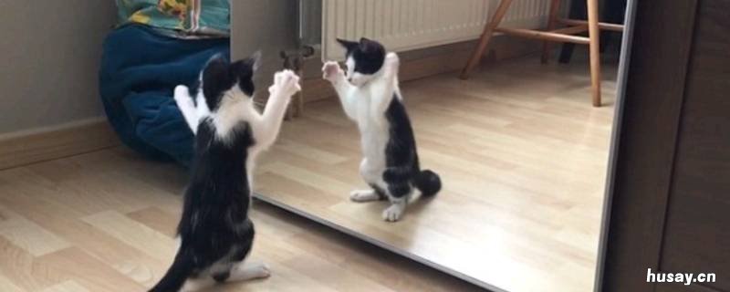 为什么镜子是左右颠倒不是上下颠倒 照镜子为什么是左右颠倒,而不是上下颠倒?