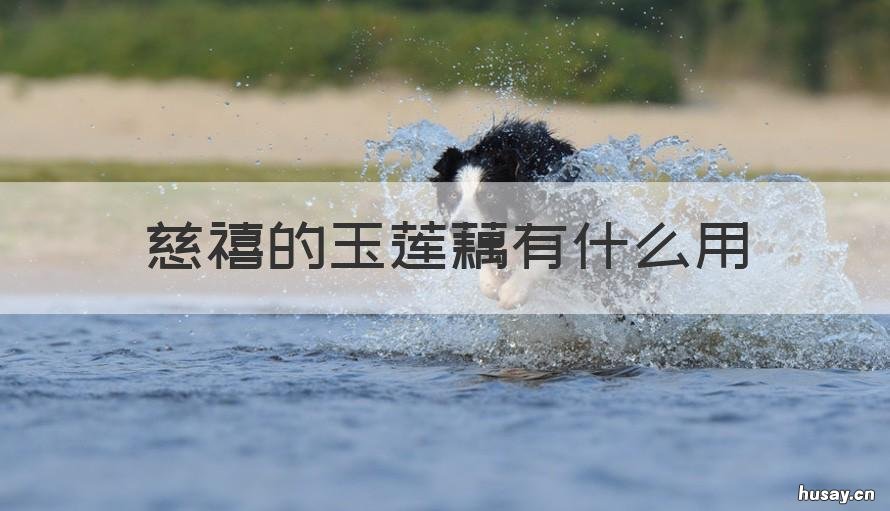 慈禧的玉莲藕有什么用 慈禧的玉藕是干什么用的