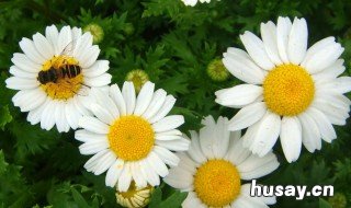 白晶菊有什么传说故事 传说中的白菊