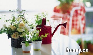 新手从花卉市场买的花如何养活 刚买的花卉怎么养