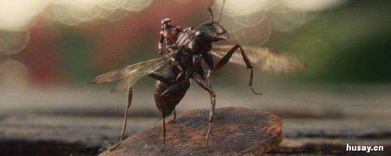 蚂蚁为什么会长翅膀 蚂蚁为什么会长翅膀的资料