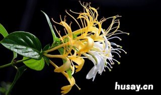 金银花的功效与作用泡水 金银花的功效与作用泡水喝的功效百度