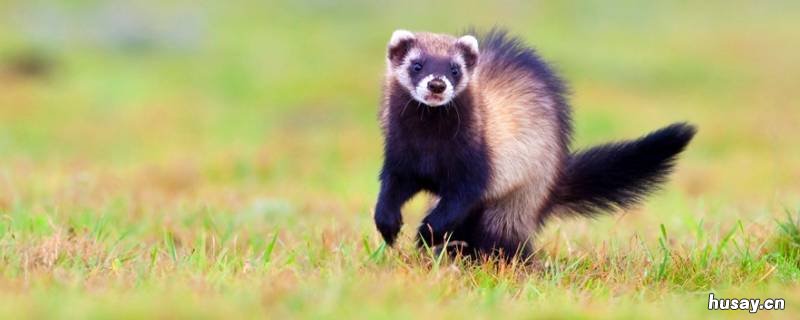 地狗子是什么动物 农村说的地狗子是什么动物