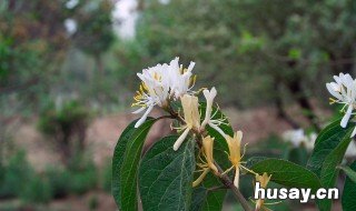 金银花什么人不能喝 什么人不可以喝金银花