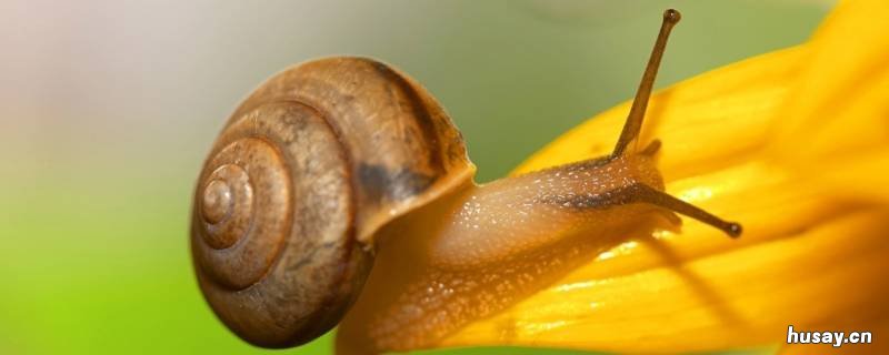 蜗牛喝水吗 普通蜗牛喝水吗