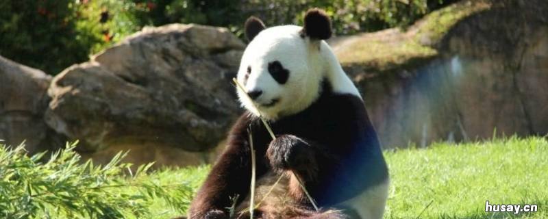 食铁兽是谁的坐骑 食铁兽是谁的坐骑呢