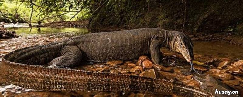 爪哇虎为什么是科莫多巨蜥的天敌 爪哇虎吃科莫多蜥蜴
