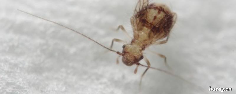 房间里很多黑色的小虫子是什么 房间里为什么会有很多黑色的小虫子