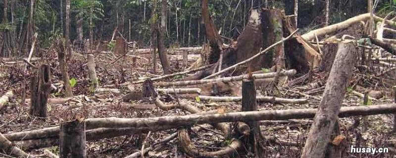 森林砍伐的主要原因 森林砍伐最主要原因
