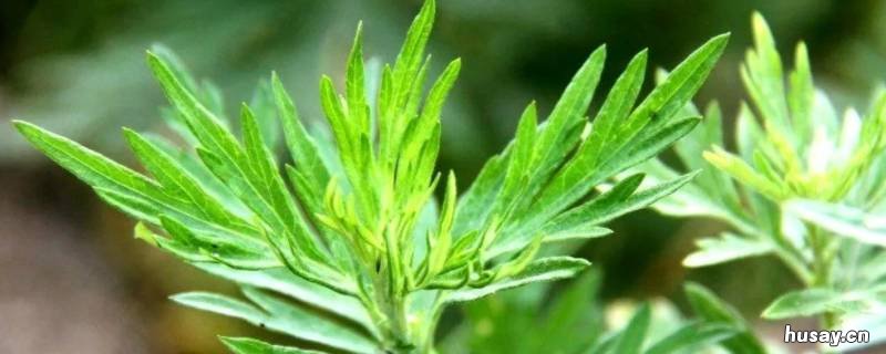 艾草怎么加工才能用 艾草怎么加工才能用成艾绒