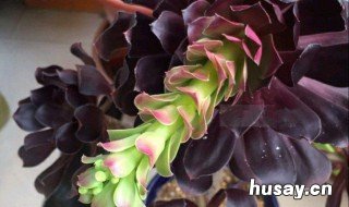 多肉法师哪个品种最贵 多肉法师里什么品种最值钱