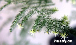 文竹会越长越多吗