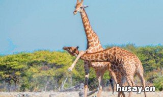 雄性长颈鹿怎样打架 长颈鹿的打架方式