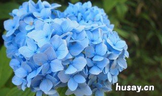 道歉送什么花 道歉的花