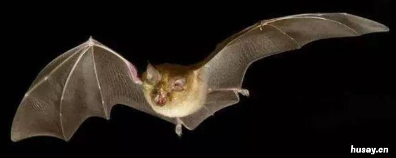 屋里进蝙蝠怎么驱赶 屋里面有蝙蝠怎样驱赶出去