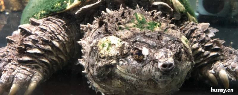 鳄龟是什么 鳄龟是什么时期出现的