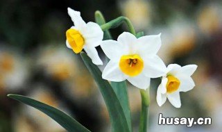 世界十大凄美之花 世界十大凄美花传说