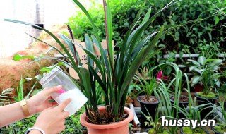 墨兰叶尖发黄怎么办 墨兰叶尖发黄怎么回事