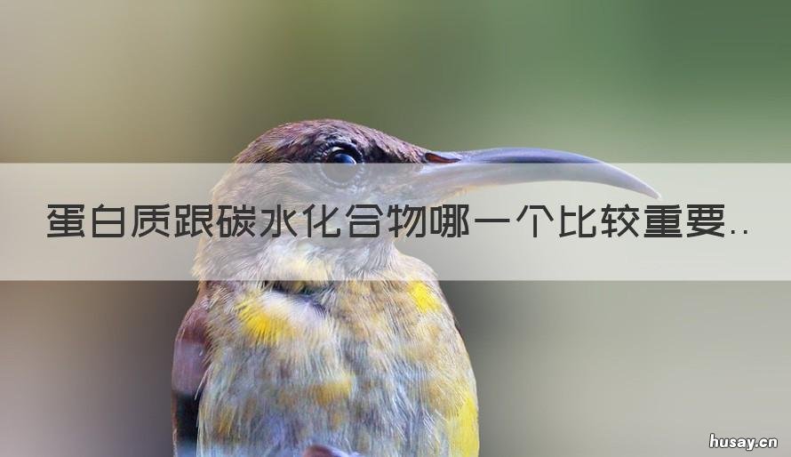 蛋白质跟碳水化合物哪一个比较重要 碳水化物和蛋白质有何不同?