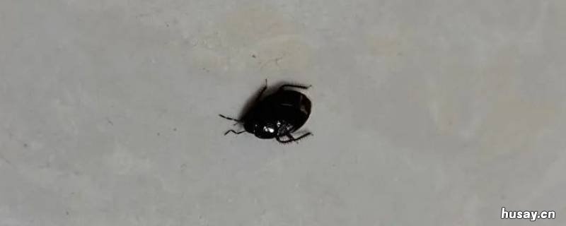 青革土蝽怎么消灭 土蝽怎么驱赶