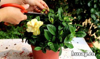 栀子花的养殖方法和注意事项北方 水培栀子花的养殖方法和注意事项