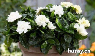 栀子花盆栽的养殖方法和注意事项 栀子花盆栽的养殖方法和注意要点