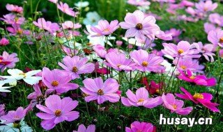 什么花的花语是坚持 什么花的花语是坚持下去的