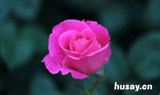 被称为花中皇后的是什么花 被誉为花中皇后的是什么花