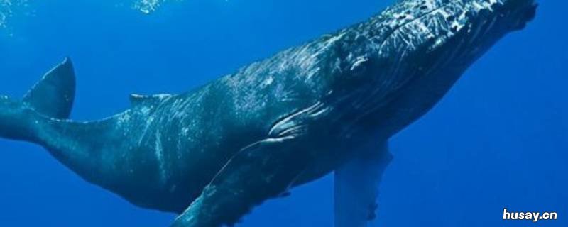 鲸鱼能在淡水里能活多久 鲸鱼在淡水中能活吗
