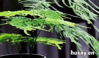 文竹养殖十大注意事项 文竹养殖十大注意事项有哪些