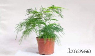 为什么家里养文竹对风水不好 文竹养家里的风水