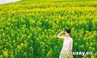 发油菜花的朋友圈 发油菜花的朋友圈文案诗意