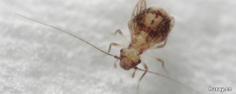 墙纸上爬的一点点小虫子是啥 墙纸上很小的虫子