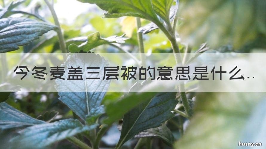 今冬麦盖三层被的意思是什么 今冬麦盖三层被的下一句是什么?