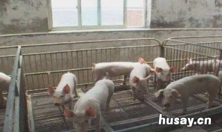 基本农田建养殖场手续 农用地建养殖场需要啥手续