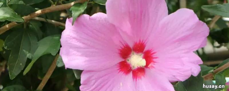 木槿暖夏什么意思 木瑾暖夏是什么意思