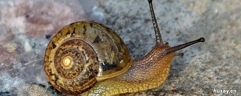 蜗牛习性